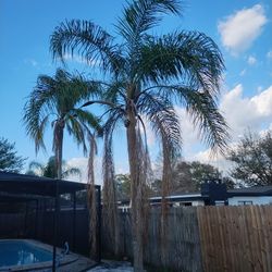 Palm Tree For Sale