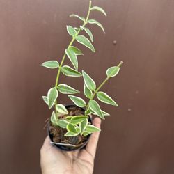 4” Variegated Hoya Bella 
