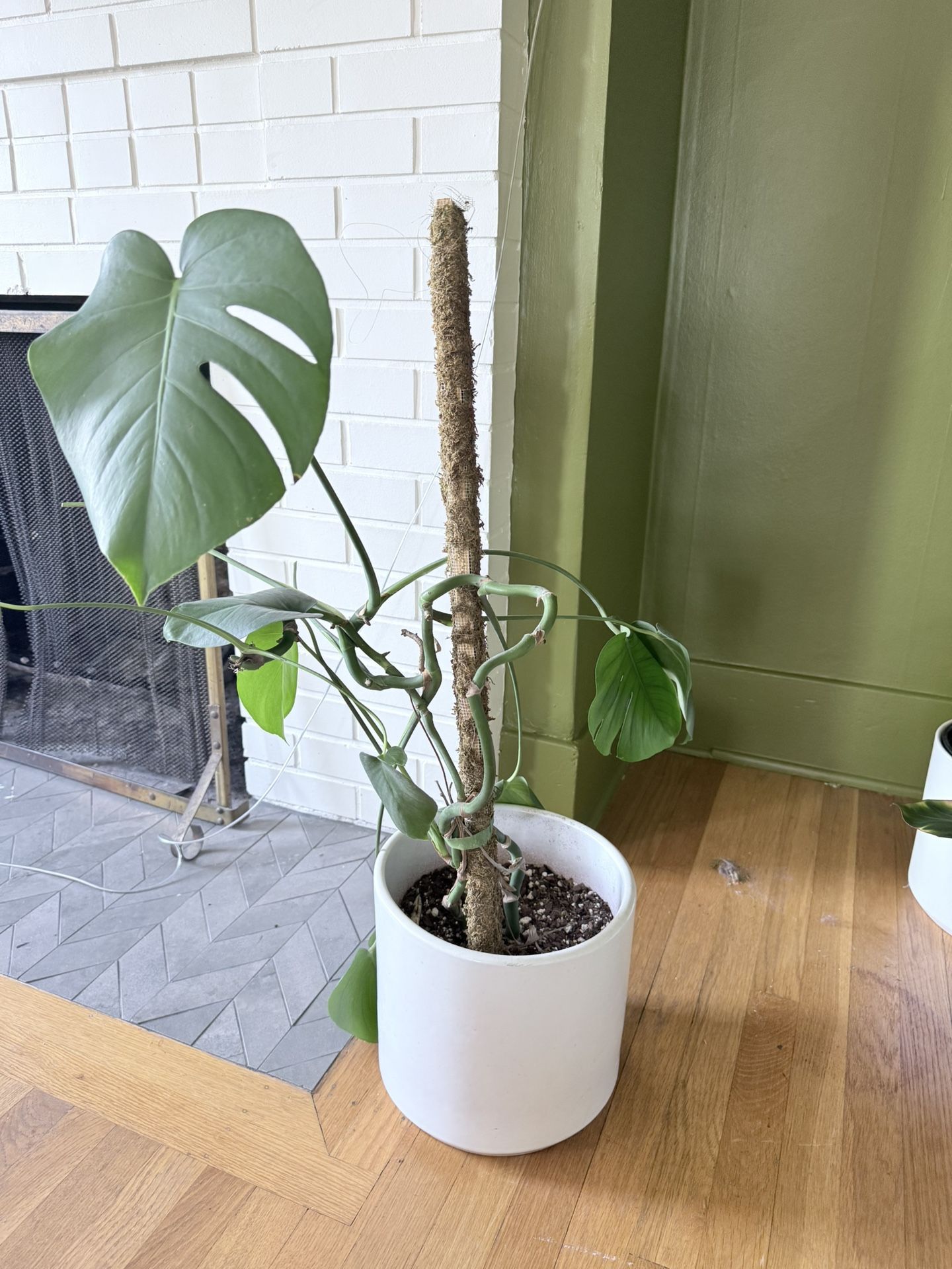 Monstera Plant
