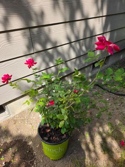 Knockout rose bush, big & healthy
