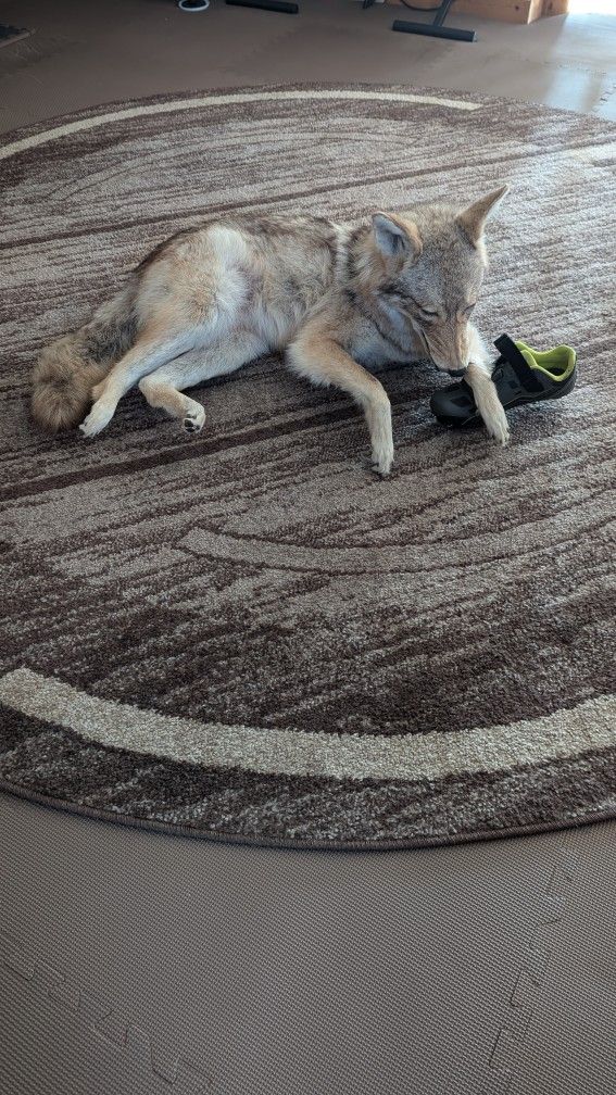 Coyote Full Body Taxidermy Mount 