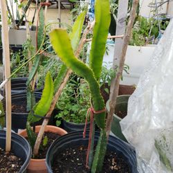 Ax Dragon Fruit