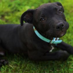 Free Pet Supplies 