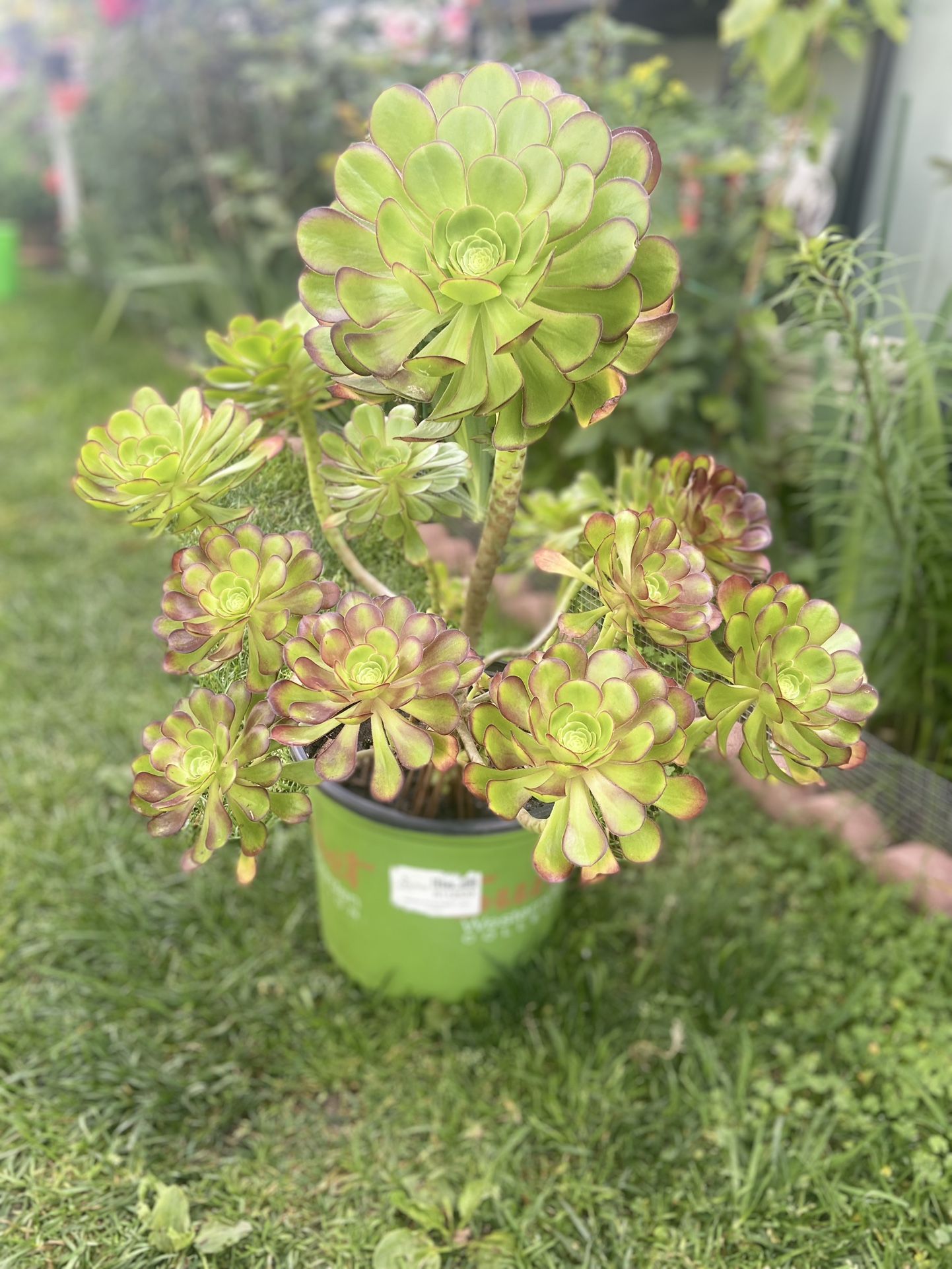 Beautiful Plant In 5 Gallon Plastic Pot 