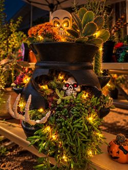 Halloween Cauldron Succulent Planter with Skull Decor