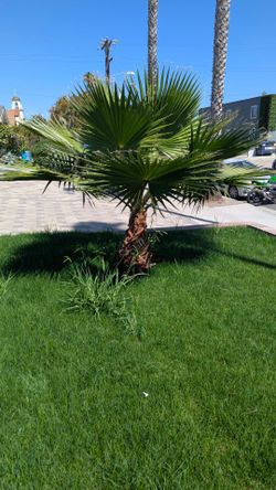 Palm