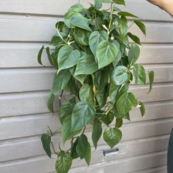 6” heartleaf philodendron