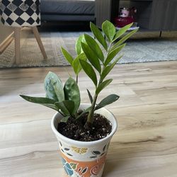 ZZ Plant With Pot 