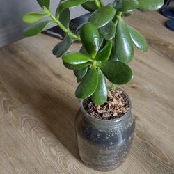 Jade Plant (Yes, It's Available)