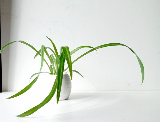 Wide Leaf Global Green Spider Plant/ Indoor Plant/ House Plant Flower Patio Garden 