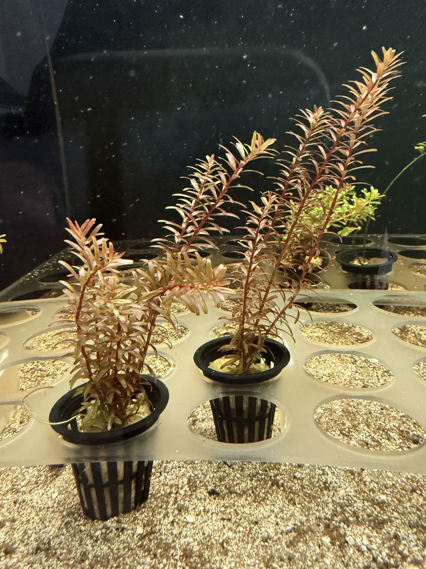 Rotala Rotundifolia
