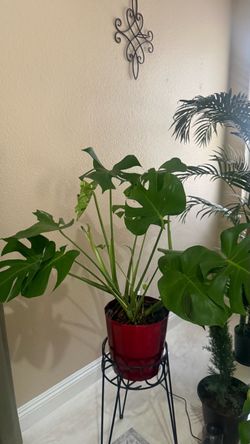 Monstera Deliciosa Live Indoor Plant