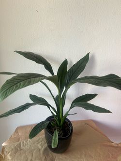 Peace Lily Live Indoor Plant