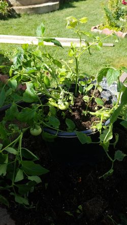 Organic to me to plant