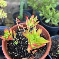 Rare Succulents $1
