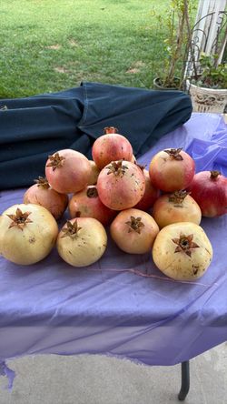 Fresh Homegrown Pomegranates – Lot of16  15.00