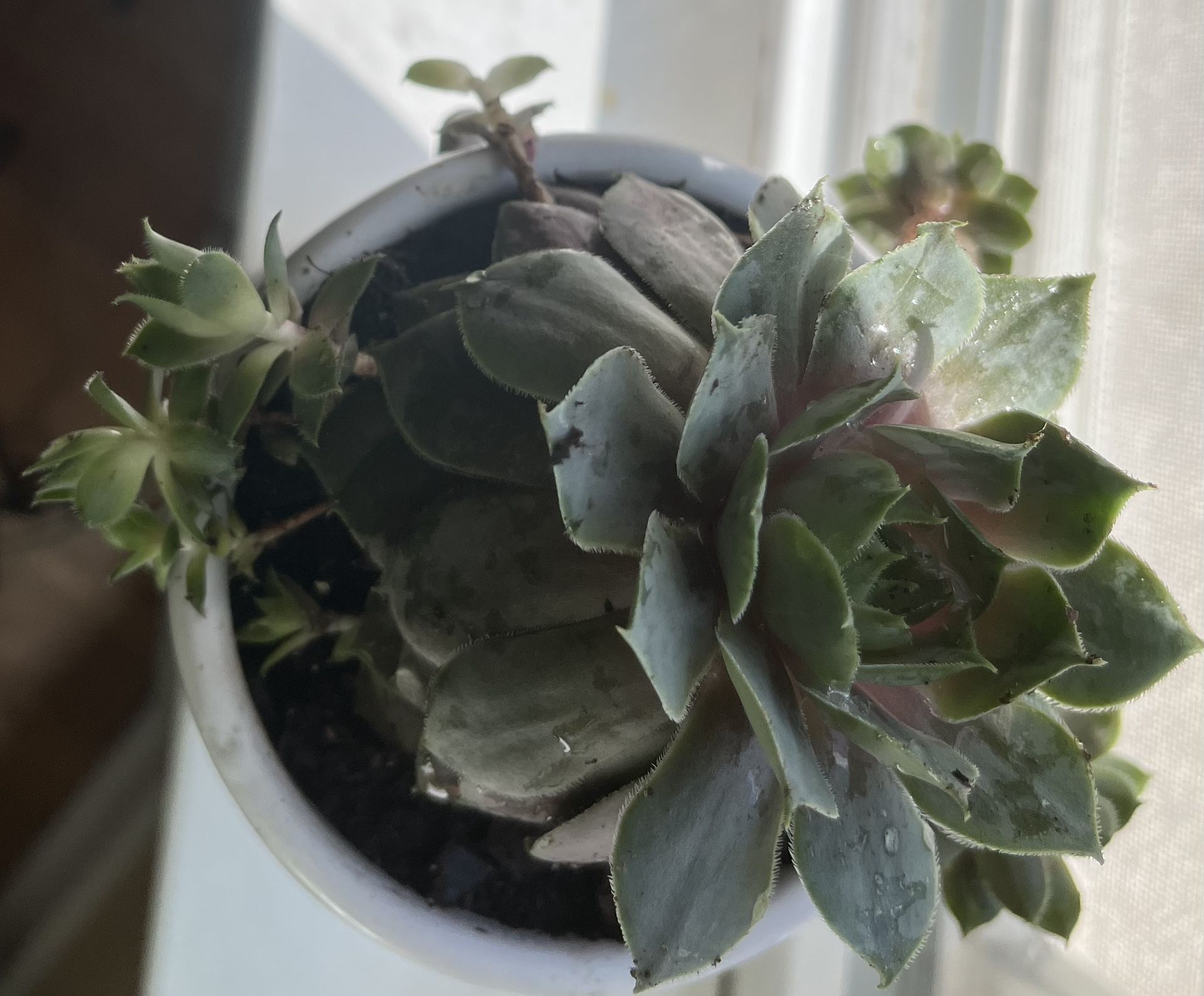 Hens & Chicks Plant in Ceramic