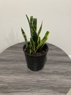 Snake Plant – Variegated Sansevieria | Easy-Care Indoor Plant