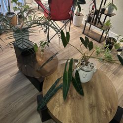 2 Piece Coffee Table Set 