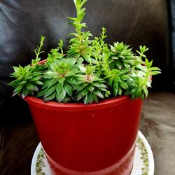 REDUCED PRICE!!! Beautiful Sempervivum Tectorum Succulent in a Pot