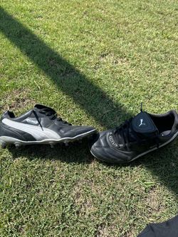 Puma kings