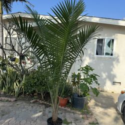Beautiful Palm Almost 8 Feet