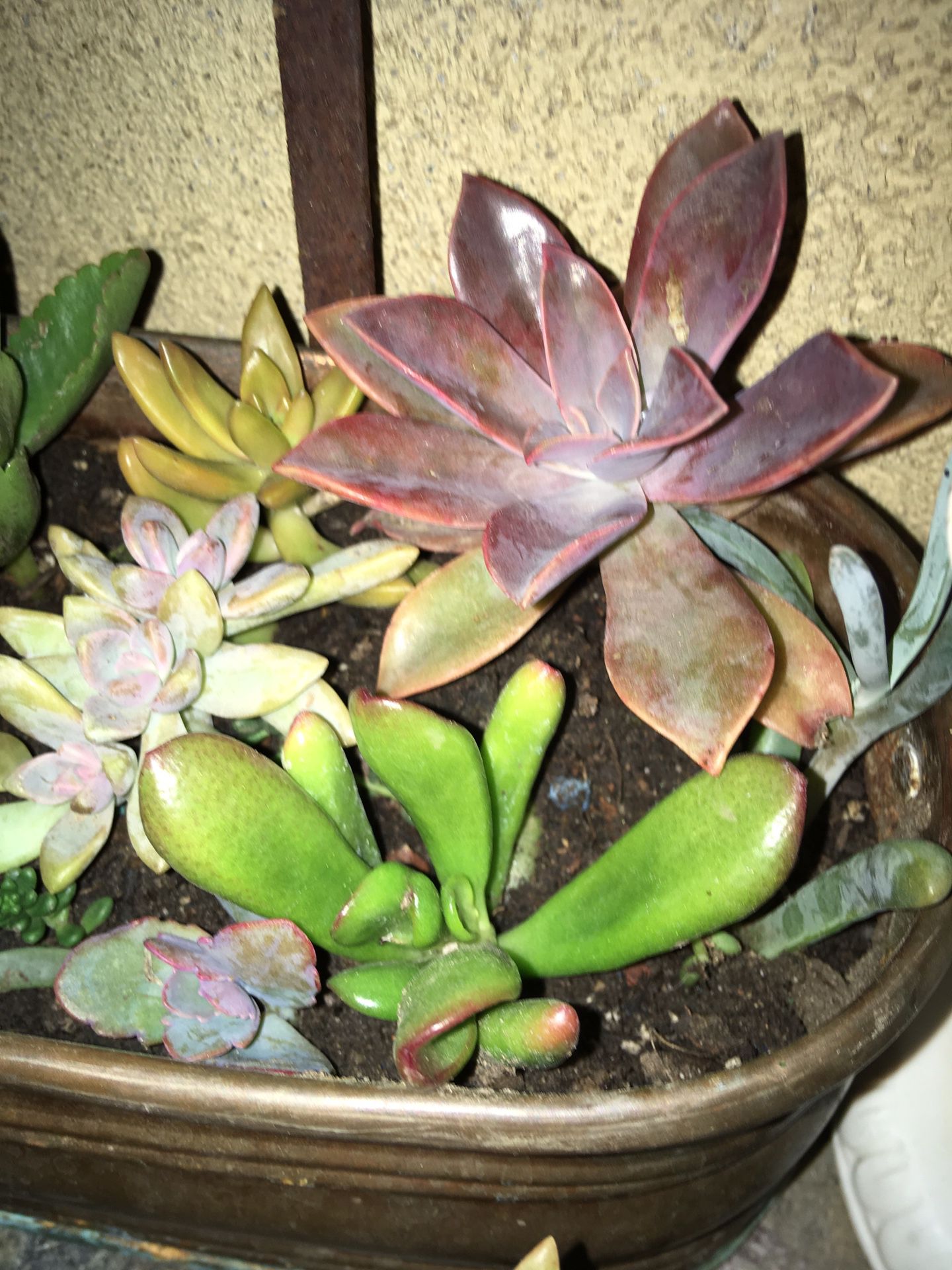 Plants in brass pot