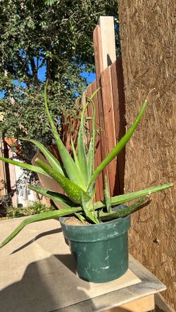 Aloe Vera Plant.