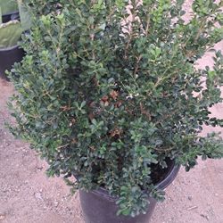 Japanese Boxwood 15 Gallon $65 We Also Have Delivery And Planting Service Available 