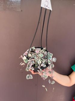 6” variegated strings of hearts