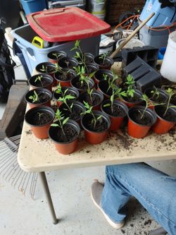 Tomato plants