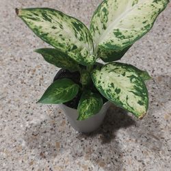 Dieffenbachia