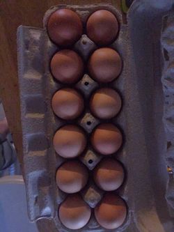 Fresh eggs