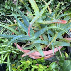 Aloe Vera Plants In A Pot Inside Or Outside Drought Tolerant 