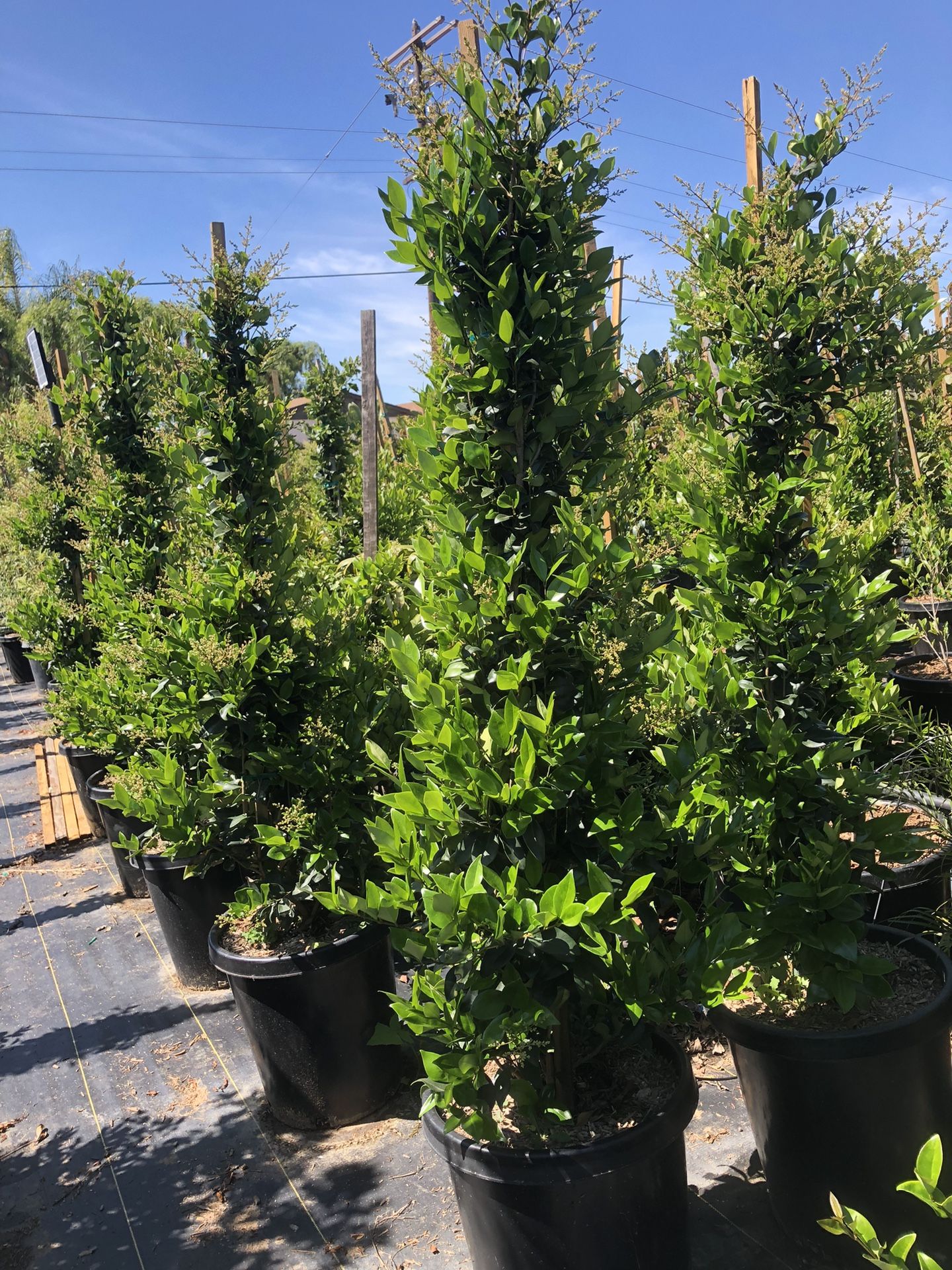 Ligustrum japonicum, wax-leaf privet, Japanese privet , hedge and privacy 15gal size