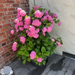 3 fr potted hydrangea
