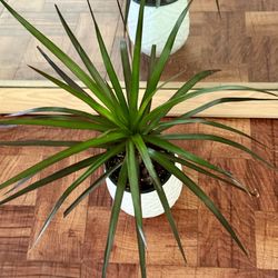 🌿HAWAIIAN MONEY TREE🌿Dracaena Marginata ❤️PLS READ DESCRIPTION