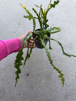 Fish bone cactus (exotic cactus)
