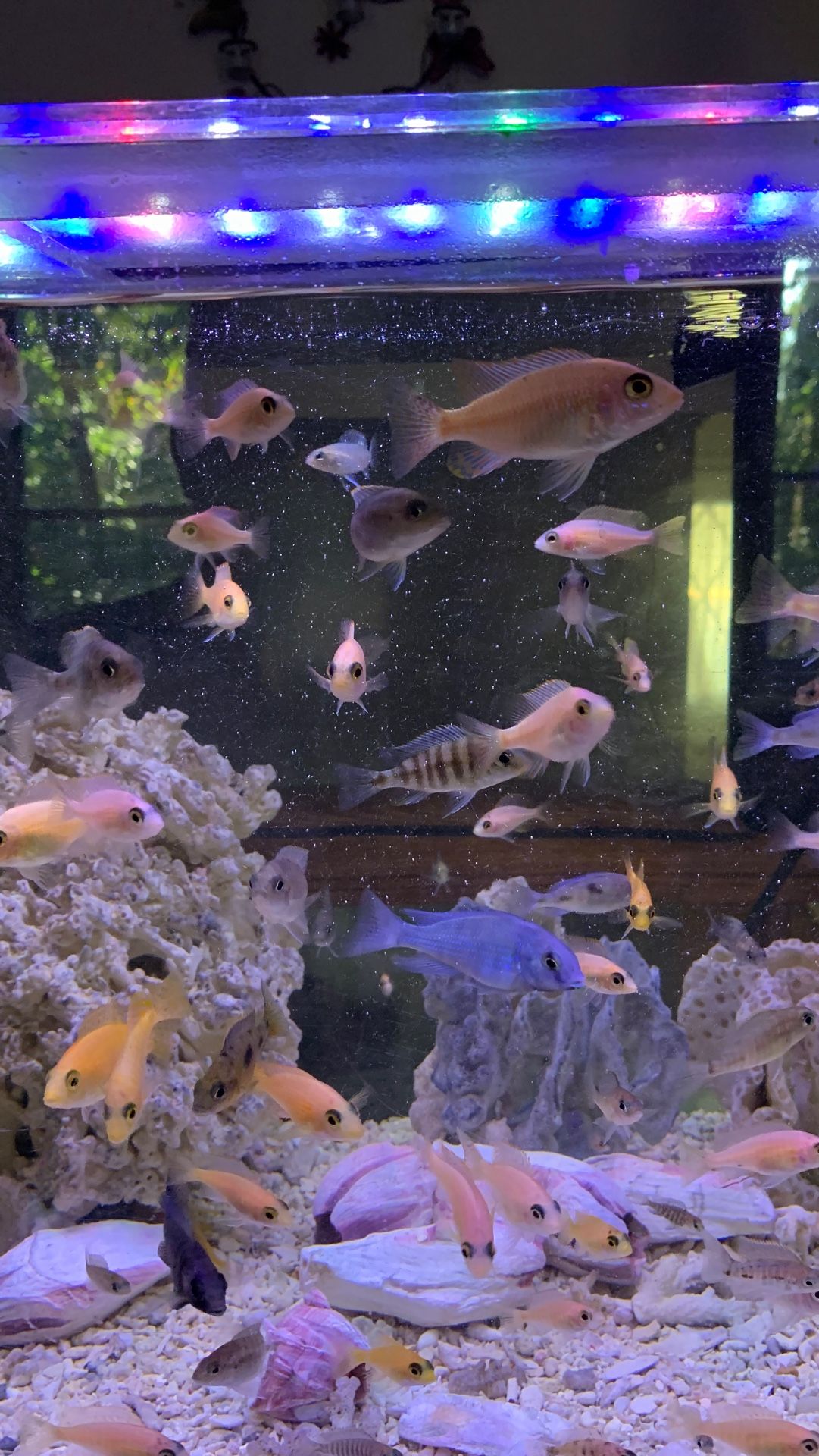 African cichlids fish