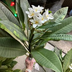 Fresh Plumeria Cuttings Off Of 10 Year Old Yellow/white And Fragrant Total Of 5, Sold Separately