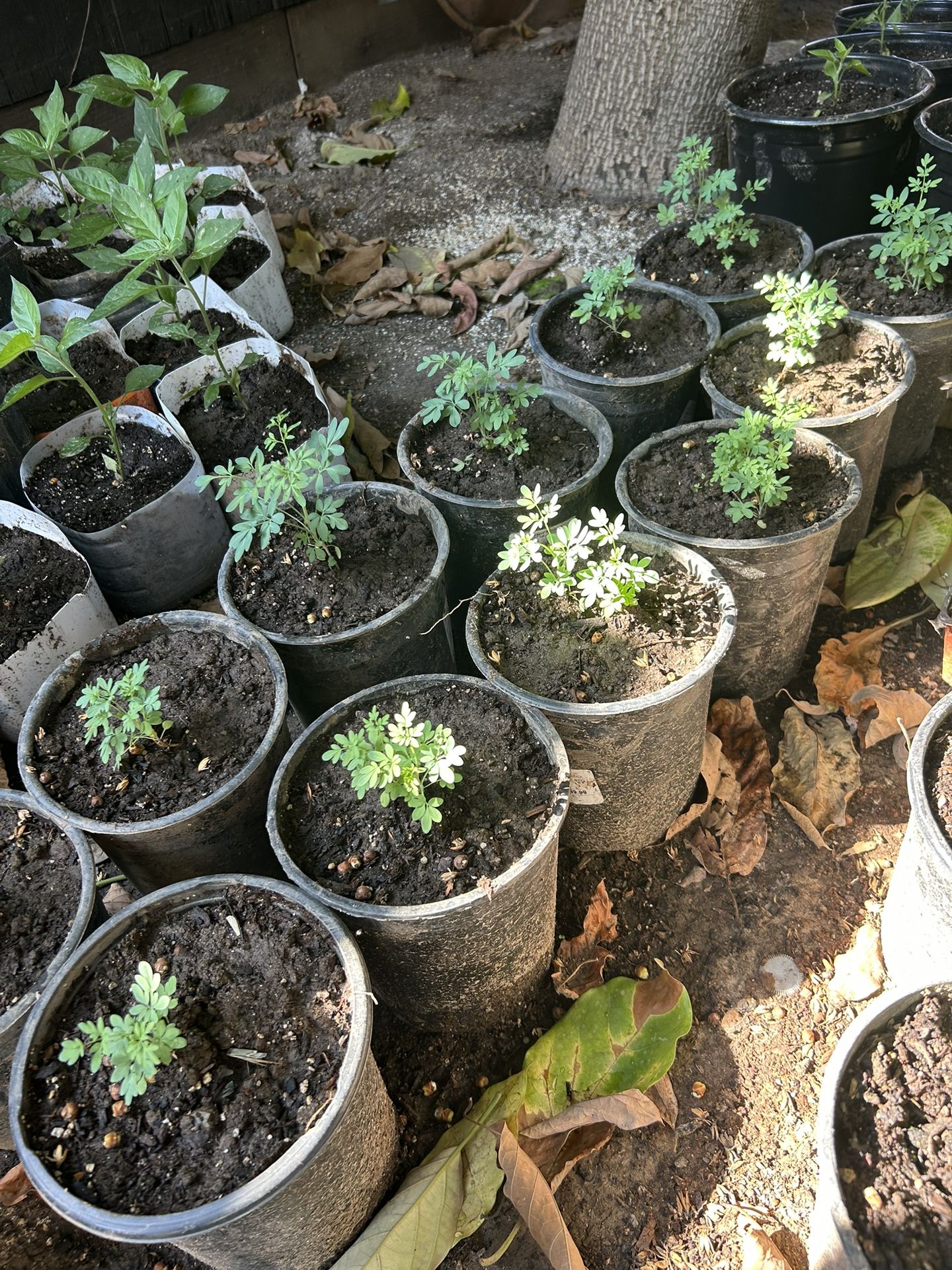 Ruda Plant