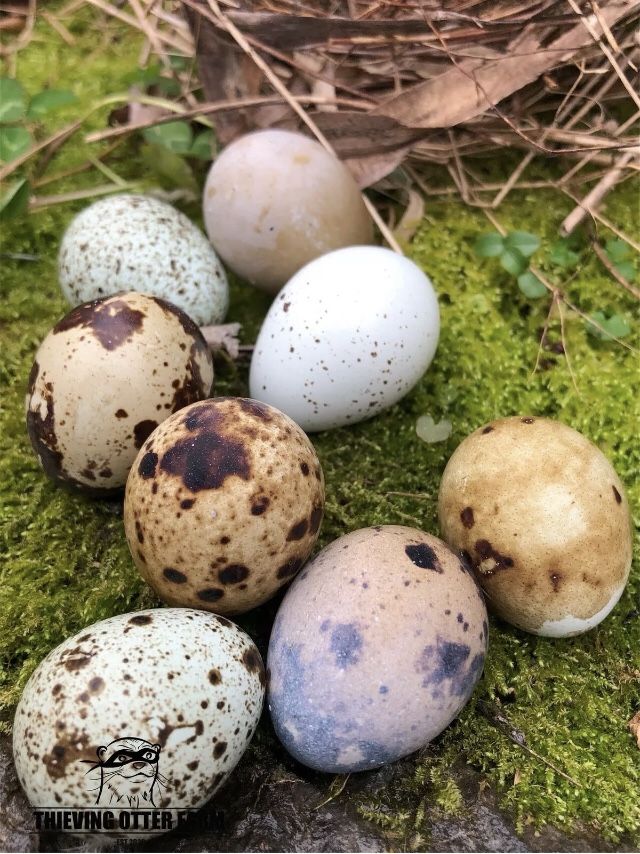 Jumbo Coturnix Quail & Eggs