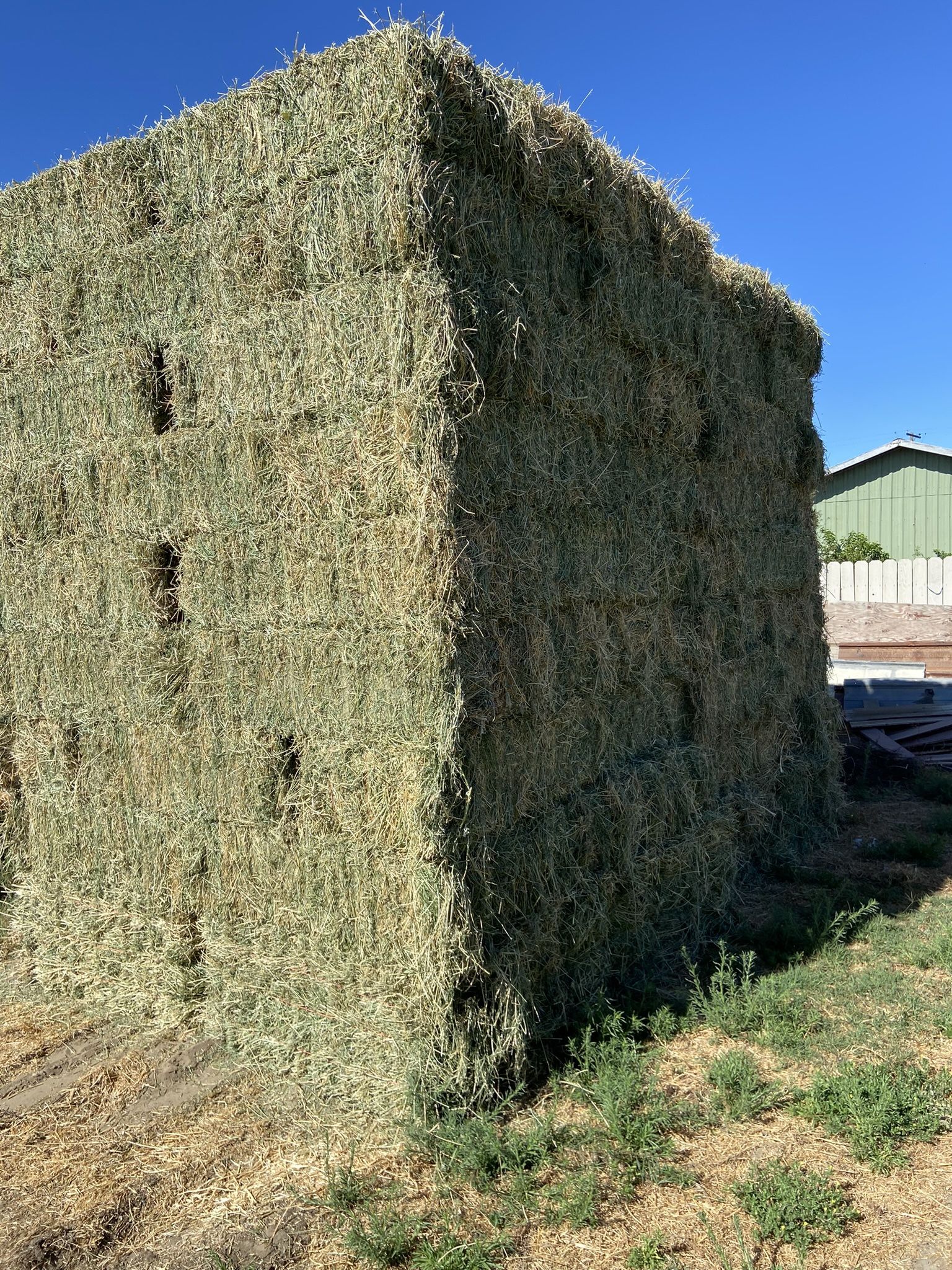 Alfalfa 4th & 5th Cutting 