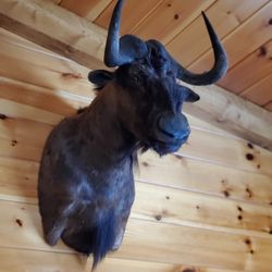 Wildebeest Shoulder Mounts