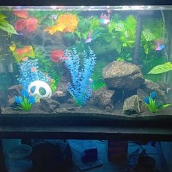 Fish Tank Full Of Fish And Plants Black Subtrate 70 Lbs Of Black Obsidian Rock Awesome New High QualityFilterqr Net A Syphon Syphon Sechem And Food 