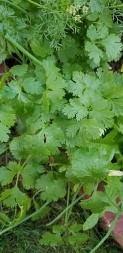Organic cilantro plant