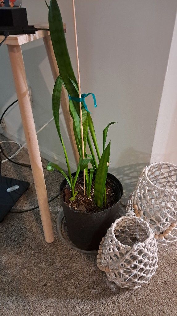 Snake Plant