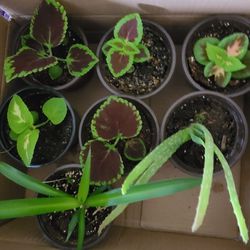 Box of 7 Plants Spider Plant Aloe Vera and Coleus 