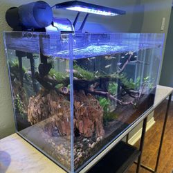 16 gal Freshwater Frameless Aquarium With Tropical Fish