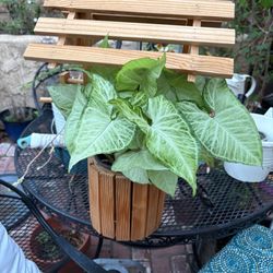 Plant with planter